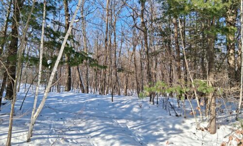 Northern Wisconsin Land For Sale Adjoining National Forest