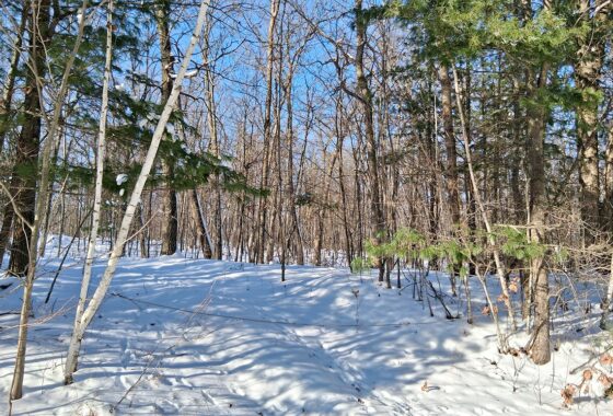 Northern Wisconsin Land For Sale Adjoining National Forest