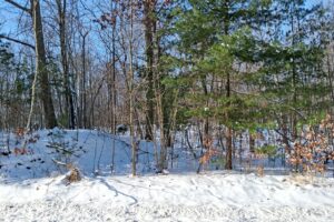 Northern Wisconsin Land For Sale Adjoining National Forest