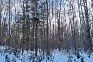 Northern Wisconsin Land For Sale Adjoining National Forest
