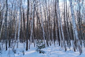 Northern Wisconsin Land For Sale Adjoining National Forest