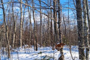 Northern Wisconsin Land For Sale Adjoining National Forest