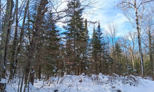 Wooded property near Winter, WI, with trail access, road frontage, and close to lakes and national forest.