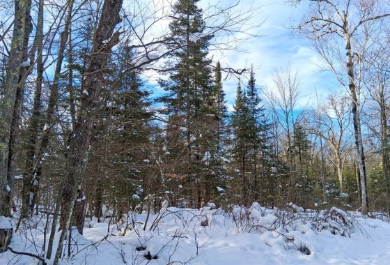 Wooded property near Winter, WI, with trail access, road frontage, and close to lakes and national forest.