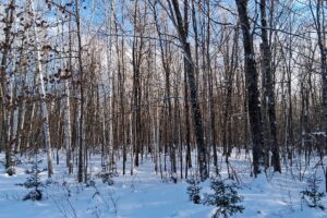 Wooded property near Winter, WI, with trail access, road frontage, and close to lakes and national forest.