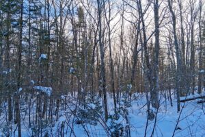 Wooded property near Winter, WI, with trail access, road frontage, and close to lakes and national forest.