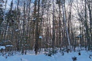 Wooded property near Winter, WI, with trail access, road frontage, and close to lakes and national forest.