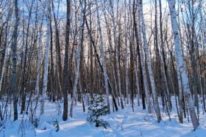 Wooded property near Winter, WI, with trail access, road frontage, and close to lakes and national forest.
