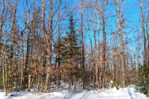 Wooded property near Winter, WI, with trail access, road frontage, and close to lakes and national forest.