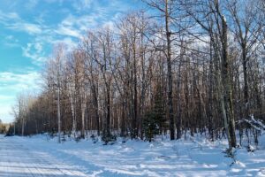 Wooded property near Winter, WI, with trail access, road frontage, and close to lakes and national forest.
