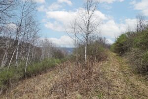 Wooded land for sale in Driftless Area of Southern Wisconsin
