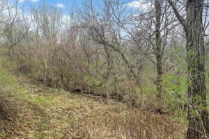 Wooded land for sale in Driftless Area of Southern Wisconsin