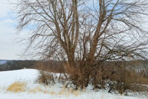 Wooded land for sale in Crawford County, Wisconsin with panoramic valley views near Gays Mills and the Kickapoo River State Wildlife Area
