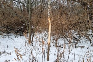Wooded land for sale in Crawford County, Wisconsin with panoramic valley views near Gays Mills and the Kickapoo River State Wildlife Area