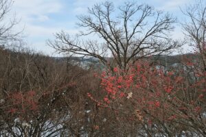 Wooded property for sale near Gays Mills, WI with scenic countryside views close to the Mississippi River
