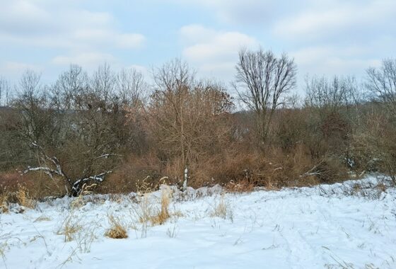 Guaranteed buildable wooded property for sale in Crawford County, WI with valley views near Gays Mills