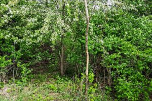 Guaranteed buildable wooded property for sale in Crawford County, WI with valley views near Gays Mills