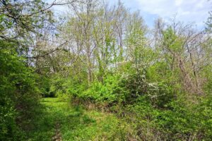 Guaranteed buildable wooded property for sale in Crawford County, WI with valley views near Gays Mills