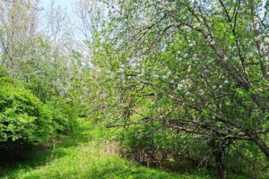 Guaranteed buildable wooded property for sale in Crawford County, WI with valley views near Gays Mills