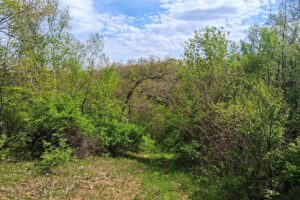 Guaranteed buildable wooded property for sale in Crawford County, WI with valley views near Gays Mills