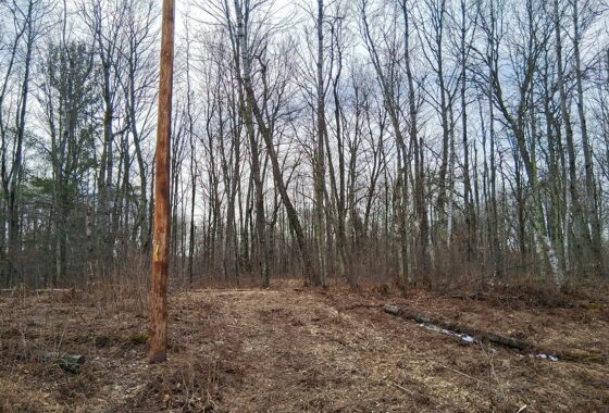 Public land and forest access near 2-acre property for sale in Washburn County WI