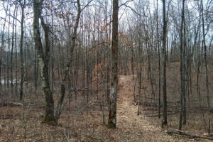 Public land and forest access near 2-acre property for sale in Washburn County WI
