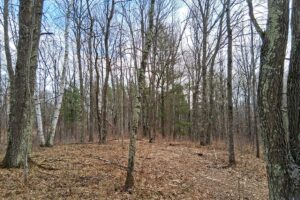 Public land and forest access near 2-acre property for sale in Washburn County WI