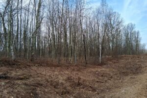 Public land and forest access near 2-acre property for sale in Washburn County WI