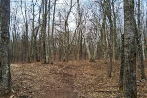 Public land and forest access near 2-acre property for sale in Washburn County WI