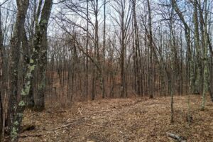 Public land and forest access near 2-acre property for sale in Washburn County WI