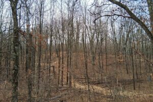Public land and forest access near 2-acre property for sale in Washburn County WI
