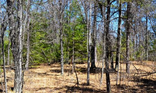 Acreage For Sale Across Road from Fishtrap Lake near Winter, WI