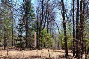 Acreage For Sale Across Road from Fishtrap Lake near Winter, WI