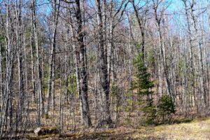 Acreage For Sale Across Road from Fishtrap Lake near Winter, WI