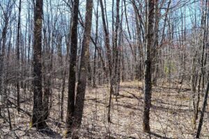 Acreage For Sale Across Road from Fishtrap Lake near Winter, WI