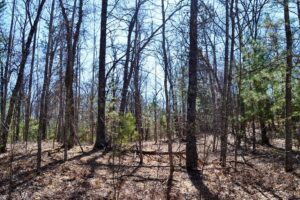 Acreage For Sale Across Road from Fishtrap Lake near Winter, WI