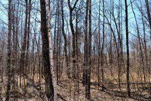 Acreage For Sale Across Road from Fishtrap Lake near Winter, WI