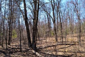 Acreage For Sale Across Road from Fishtrap Lake near Winter, WI