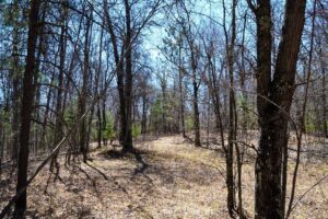 Acreage For Sale Across Road from Fishtrap Lake near Winter, WI