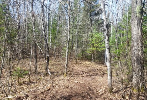 Acreage For Sale in Northern Wisconsin near Fishtrap Lake