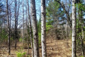 Acreage For Sale in Northern Wisconsin near Fishtrap Lake