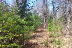 Acreage For Sale in Northern Wisconsin near Fishtrap Lake