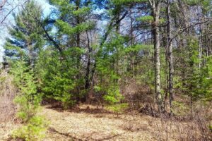 Acreage For Sale in Northern Wisconsin near Fishtrap Lake