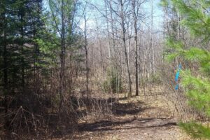 Acreage For Sale in Northern Wisconsin near Fishtrap Lake