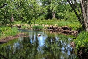 Wooded land with 2-BR cabin for sale on Somo River near Tomahawk, WI