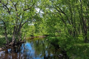 Wooded land with 2-BR cabin for sale on Somo River near Tomahawk, WI