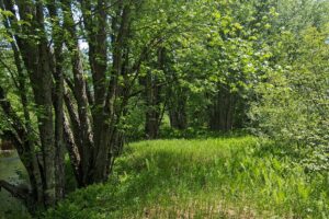 Lincoln County, WI wooded waterfront land for sale along the Somo River