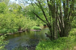 Lincoln County, WI wooded waterfront land for sale along the Somo River