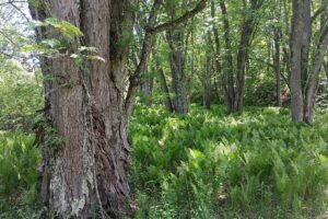 Lincoln County, WI wooded waterfront land for sale along the Somo River