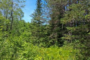 Lincoln County, WI wooded waterfront land for sale along the Somo River